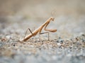 Praying Mantis insect Royalty Free Stock Photo