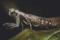 Praying mantis insect Royalty Free Stock Photo