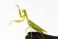 Praying mantis insect dancing Royalty Free Stock Photo