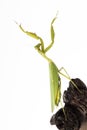 Praying mantis insect dancing Royalty Free Stock Photo