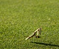 Praying Mantis Insect on Green Grass