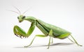 Praying Mantis Insect isolated on a transparent background. Royalty Free Stock Photo