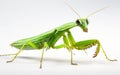 Praying Mantis Insect isolated on a transparent background. Royalty Free Stock Photo