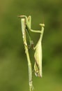 Praying Mantis insect in nature Royalty Free Stock Photo