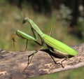 Praying Mantis Royalty Free Stock Photo