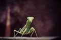 Praying Mantis insect in nature Royalty Free Stock Photo