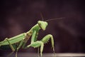 Praying Mantis insect in nature Royalty Free Stock Photo