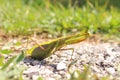 Praying Mantis insect in nature Royalty Free Stock Photo