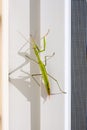 Praying Mantis insect in nature. Mantis religiosa. Royalty Free Stock Photo