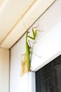 Praying Mantis insect in nature. Mantis religiosa. Royalty Free Stock Photo