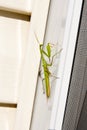 Praying Mantis insect in nature. Mantis religiosa. Royalty Free Stock Photo