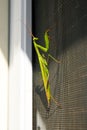 Praying Mantis insect in nature. Mantis religiosa. Royalty Free Stock Photo