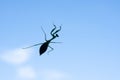 Praying mantis insect silhouette against blue sky Royalty Free Stock Photo
