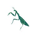 Praying mantis insect spiral pattern color silhouette animal Royalty Free Stock Photo