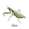 Praying Mantis insect watercolor illustration isolated on white background Royalty Free Stock Photo