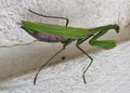 Praying Mantis insect on the wall Royalty Free Stock Photo