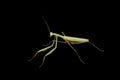 Praying mantis Royalty Free Stock Photo
