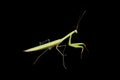 Praying mantis Royalty Free Stock Photo