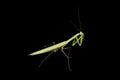 Praying mantis Royalty Free Stock Photo