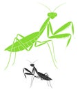 Praying Mantis