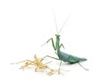 Praying mantis and its Ecdysis, Moulting