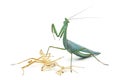 Praying mantis and its Ecdysis, Moulting Royalty Free Stock Photo