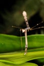 Praying mantis in the jungle Royalty Free Stock Photo