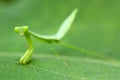 Praying mantis larva