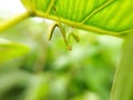 Praying mantis larvae on plants. Animal macro photo.