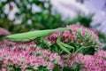 Praying Mantis Latin: Mantis religiosa on flowers Sedum spectabile or Stonecrop flowers Latin: Hylotelephium spectabile, close Royalty Free Stock Photo