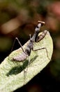 Praying Mantis on a Leaf Royalty Free Stock Photo