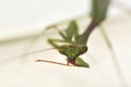 Praying mantis licking leg