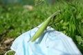 Praying mantis living on discarded used medical face mask Waste pollution.Contaminated habitat,COVID19 trash