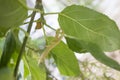 Praying mantis looking for the camera Royalty Free Stock Photo