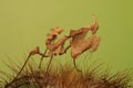 A praying mantis is looking for prey on a cactus tree. Royalty Free Stock Photo