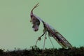 A praying mantis is looking for prey on a cactus tree. Royalty Free Stock Photo