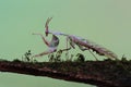 A praying mantis is looking for prey on a cactus tree. Royalty Free Stock Photo