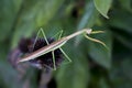 Praying Mantis Looks at You Royalty Free Stock Photo
