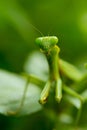 Praying mantis macro Royalty Free Stock Photo