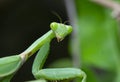 Praying Mantis Macro Closeup Shot of head, mouth eyes and legs