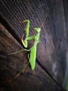 Praying mantis macro Royalty Free Stock Photo