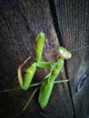 Praying mantis macro Royalty Free Stock Photo