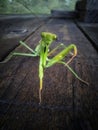 Praying mantis macro Royalty Free Stock Photo