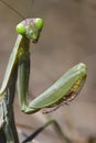 Praying Mantis Macro Portrait