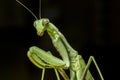 A praying mantis macro portrait