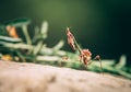 Praying mantis macro portrait on a rock. Hunting animal, waiting for prey Royalty Free Stock Photo