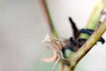 Praying mantis Royalty Free Stock Photo