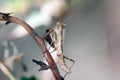 Praying mantis Royalty Free Stock Photo