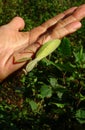 Praying mantis on a male hand for scale, huge green insect, mantis religiosa