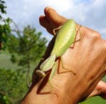 Praying mantis on a male hand for scale, huge green insect, mantis religiosa